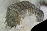 Crotalocephalina & Reedops Trilobite Association #88868-6